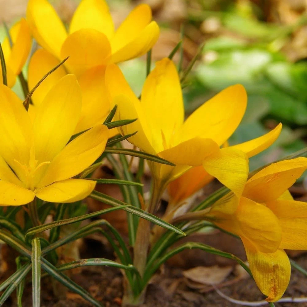 Thompson and Morgan Crocus Dutch Yellow Planting Bulb 20 Pack Image 2