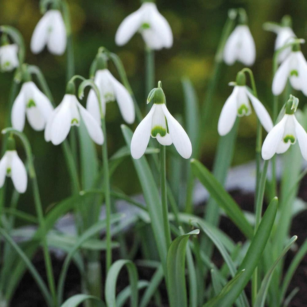 Thompson and Morgan Galanthus Elwesii Snowdrop Giant Autumn Planting Bulb 8 Pack Image 5