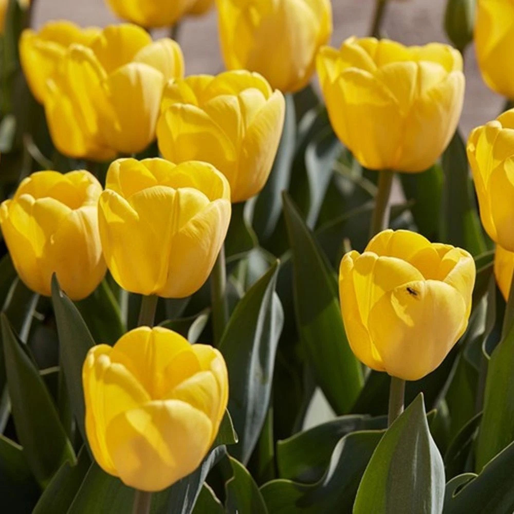 Thompson and Morgan Tulip Darwin Hybrid Golden Apeldoorn Autumn Planting Bulb 32 Pack Image 1