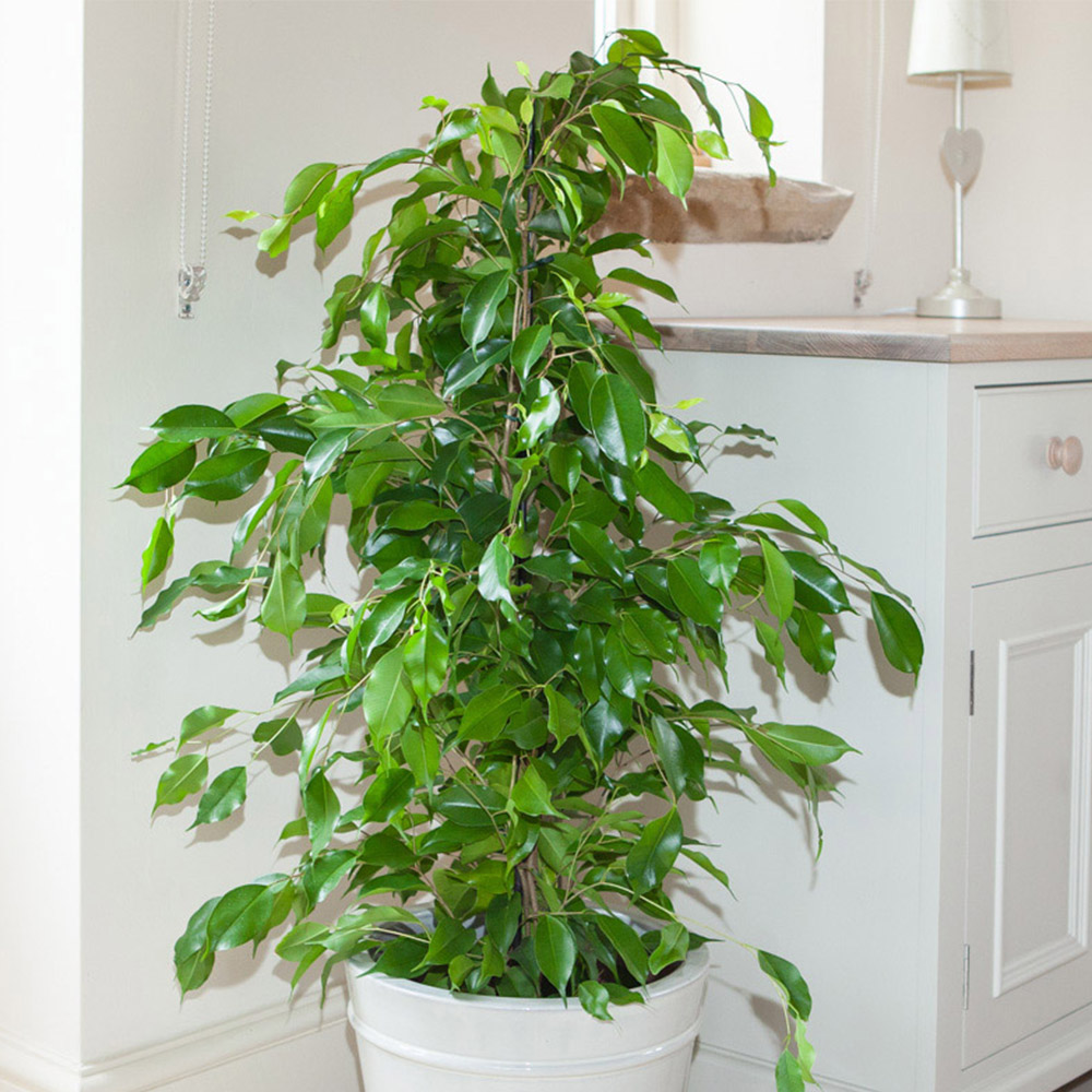 Wilko Ficus Benjamina Weeping Fig Image 4