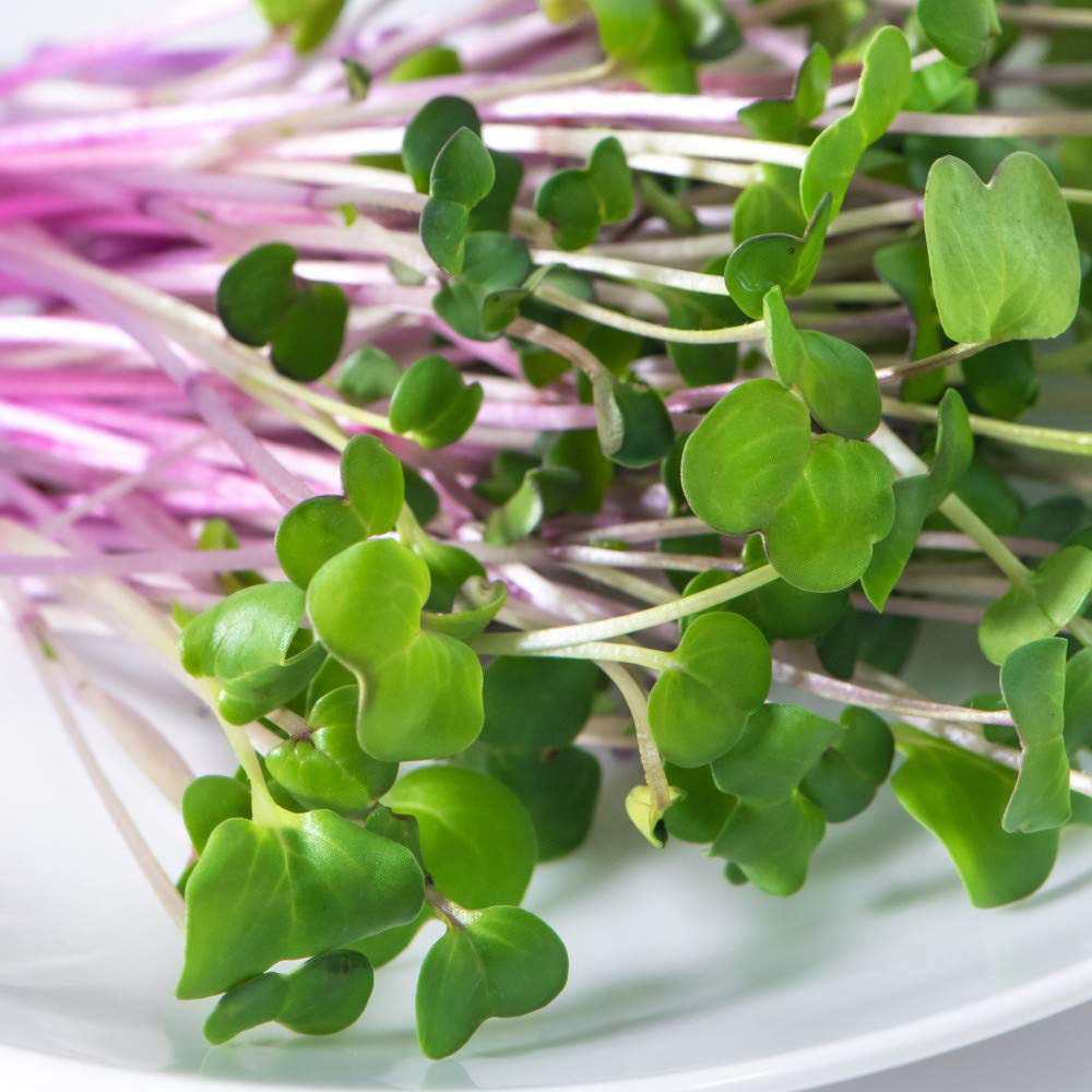 Thompson & Morgan Microgreens Radish Leaf Sangria Seeds Image 2