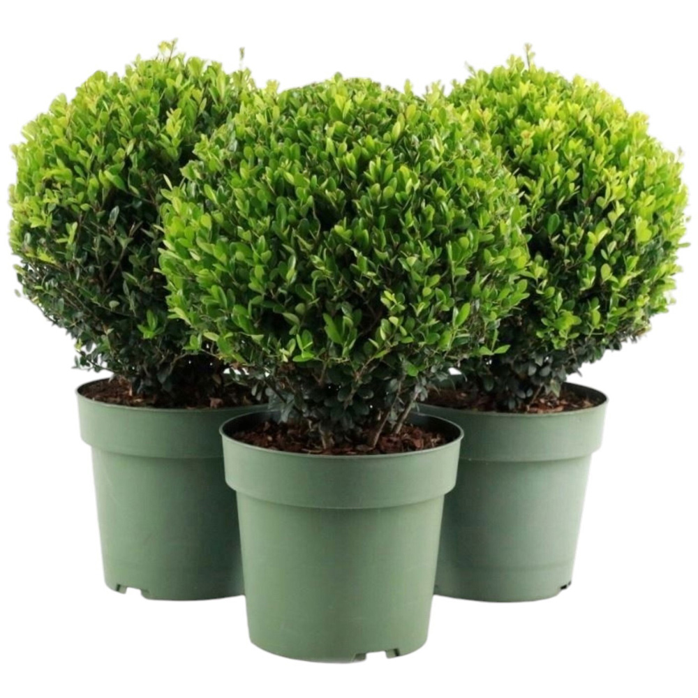 Ilex Crenata Jenny Ball Shrub Image 1