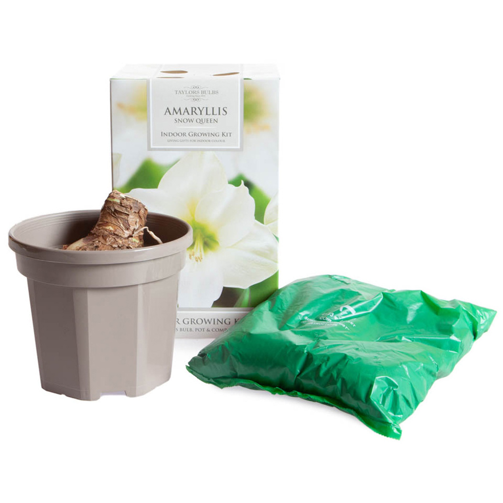 Taylors Indoor Growing Kit Amarylis Snow Queen White Image 3