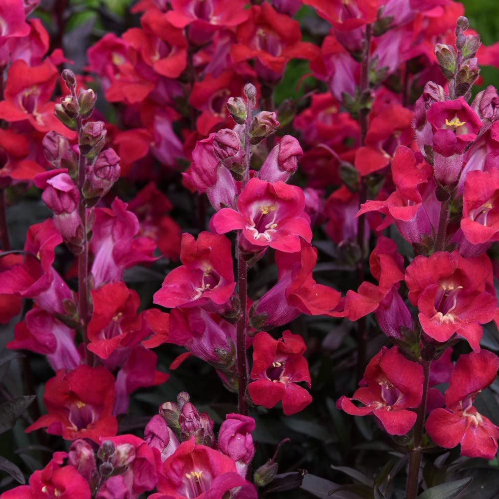 Thompson & Morgan Antirrhinum Mini Cherry Cola Seeds Image 1