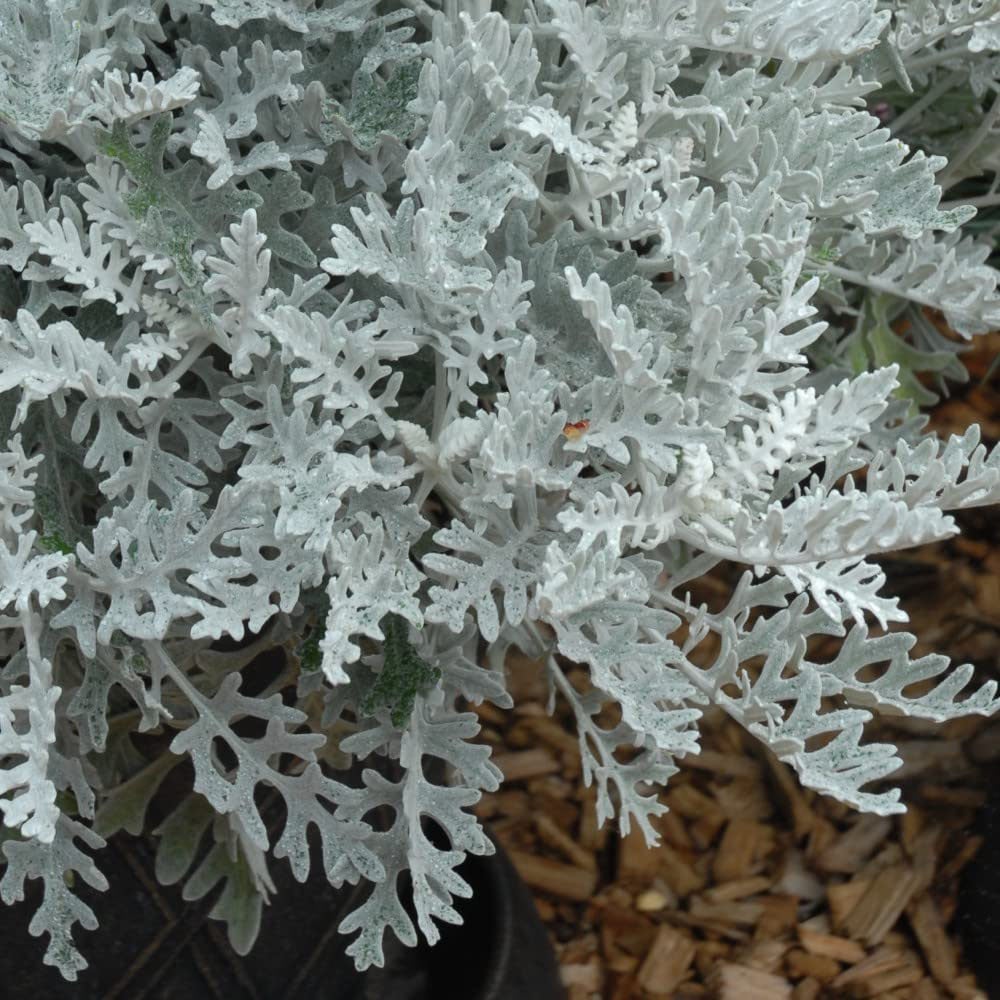 Thompson and Morgan Cineraria Silver Dust Garden Ready Plant 30 Pack Image 4