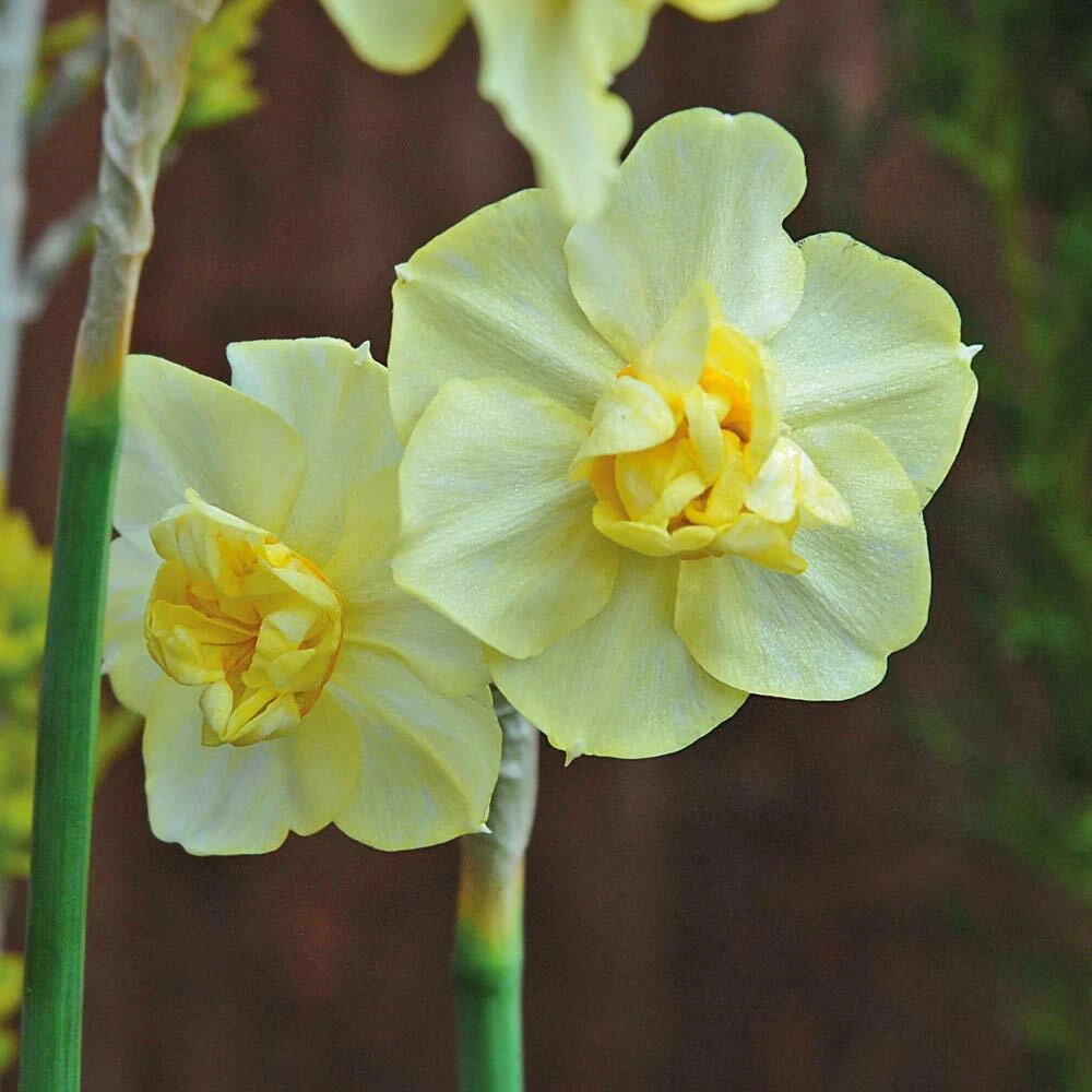 Thompson and Morgan Daffodil Cheerfulness Duo Planting Bulb 16 Pack Image 4
