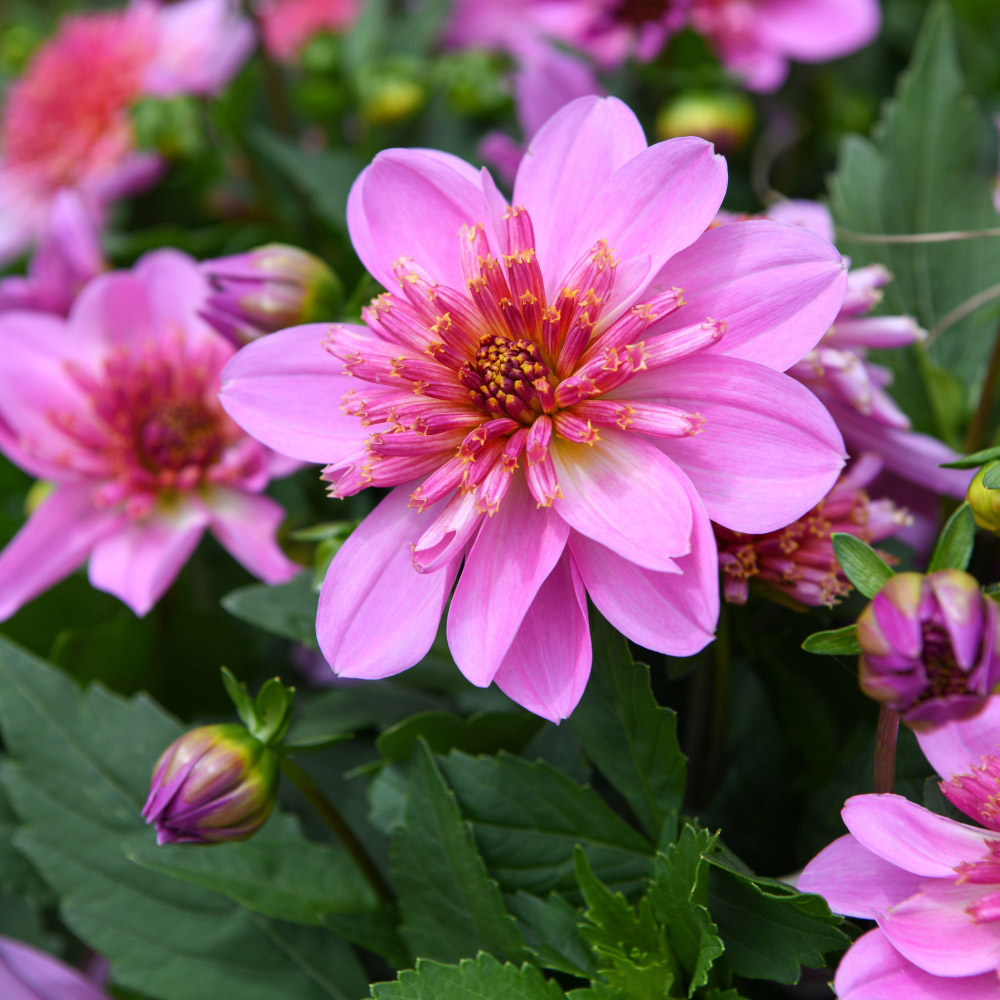 Thompson and Morgan Dahlia Gardenetta Starburst Pink Postiplugs 3 Pack Image 3