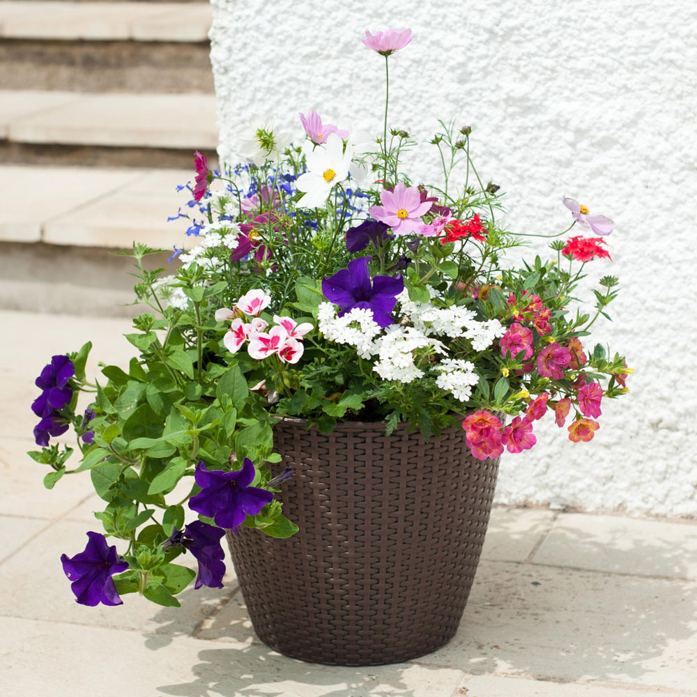 Thompson and Morgan Rattan Design Planter 25cm Image 2
