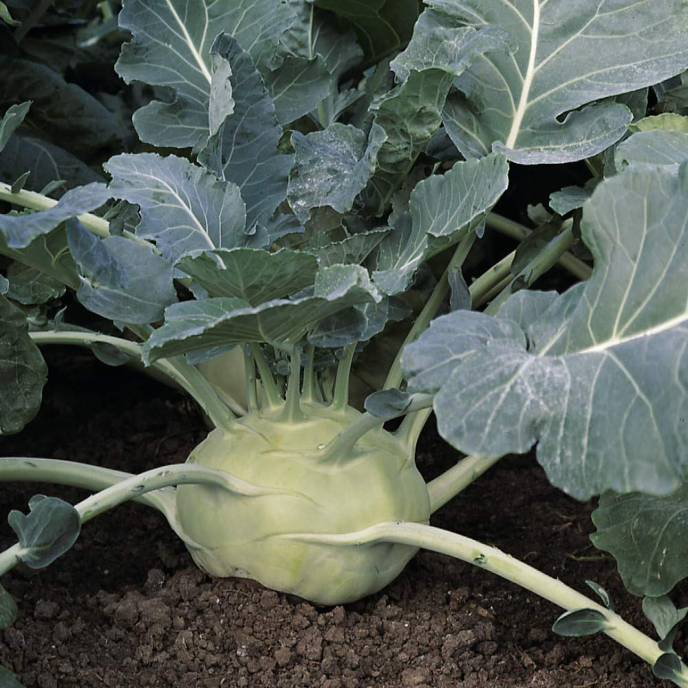 Thompson & Morgan Kohl Rabi Kossak Seeds Image