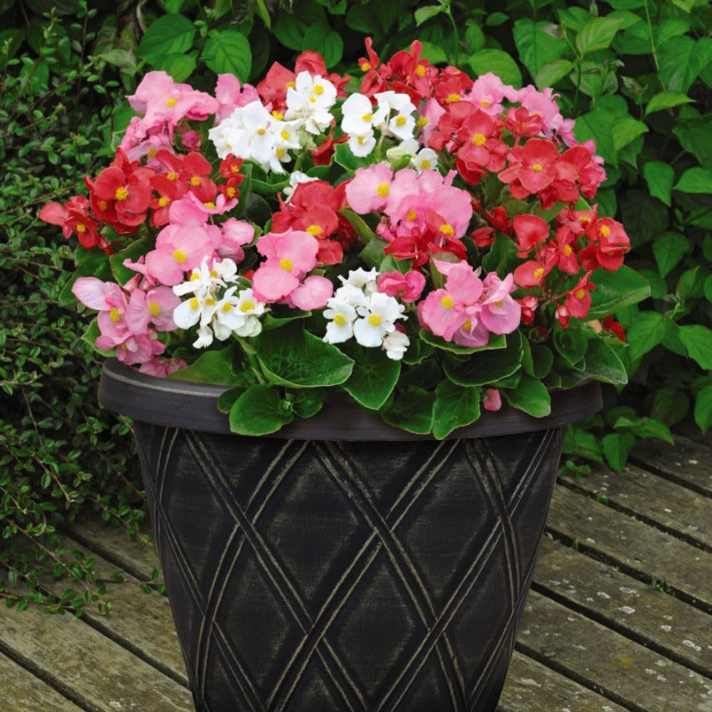 Thompson and Morgan Bumper Collection Garden Ready Plant 180 Image 5