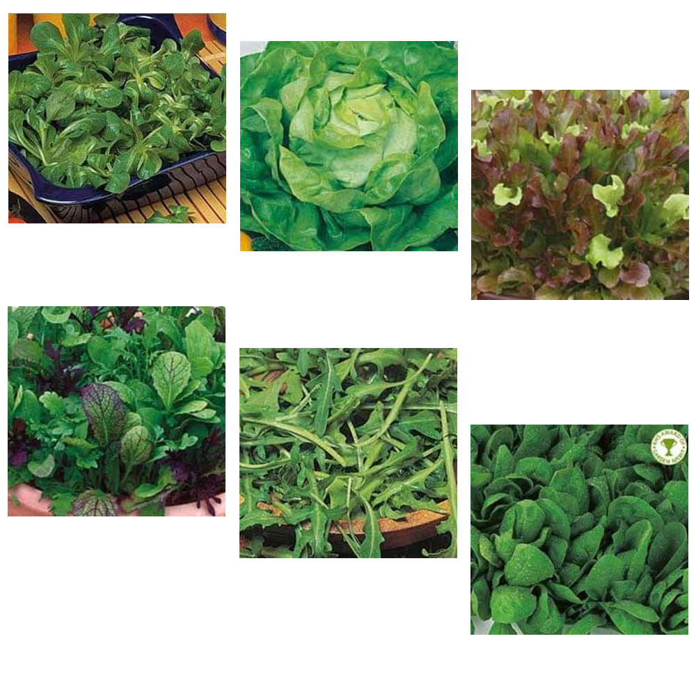 Johnsons Salad and Leaves Seed Bundle Image 1