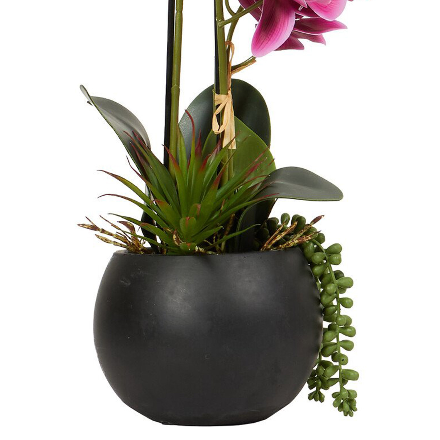 Pink Orchid in Black Pot with Succulent - Pink Image 5