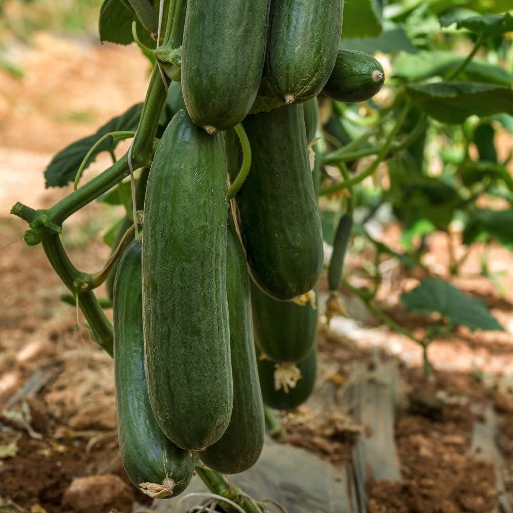 Thompson and Morgan Cucumber Marketmore Seeds Image 2