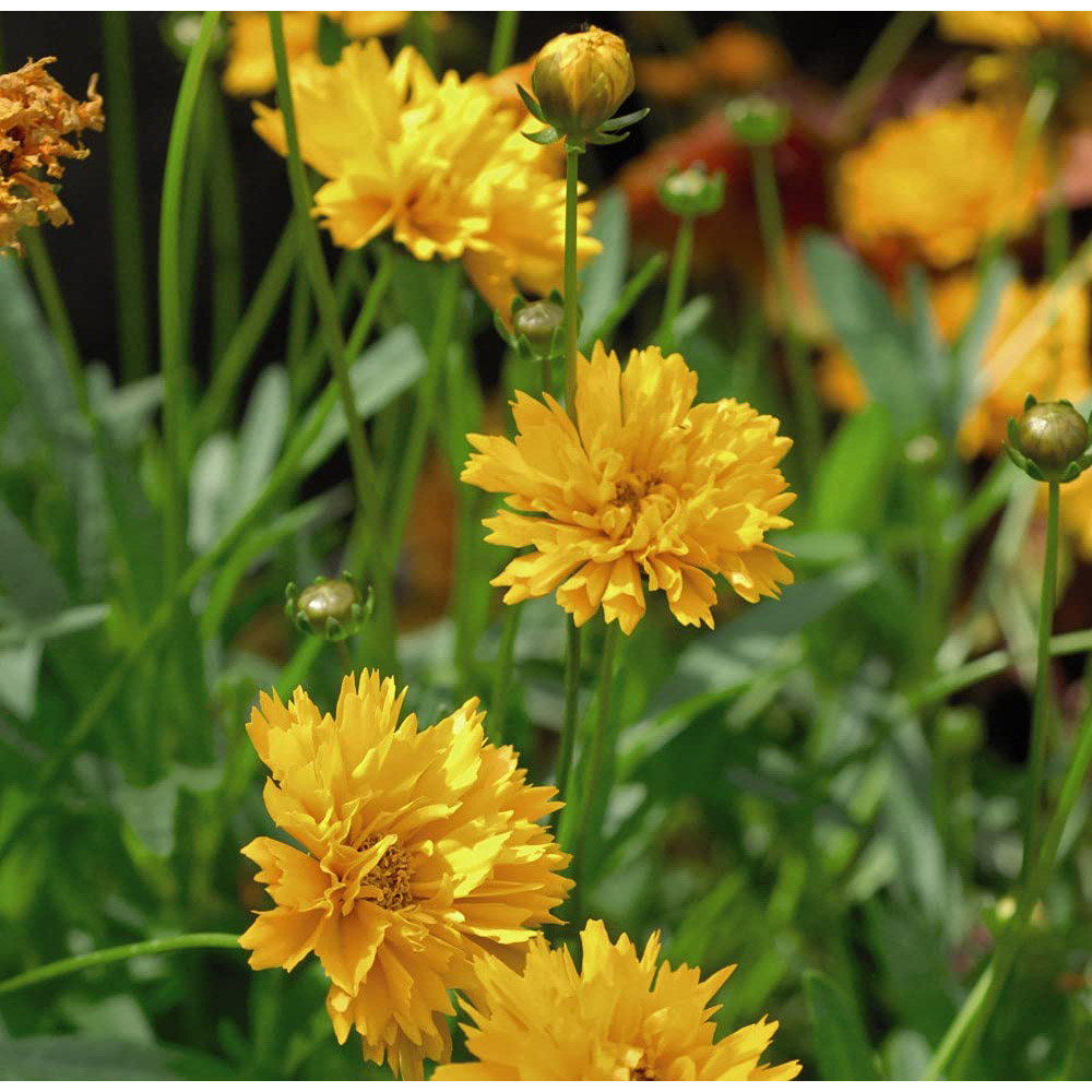 Thompson and Morgan Coreopsis Golden Joy Plug 48 Pack Image 3