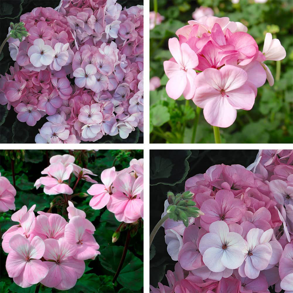 Thompson and Morgan Geranium Horizon F1 Apple Blossom Garden Ready Plant 30 Pack Image 6