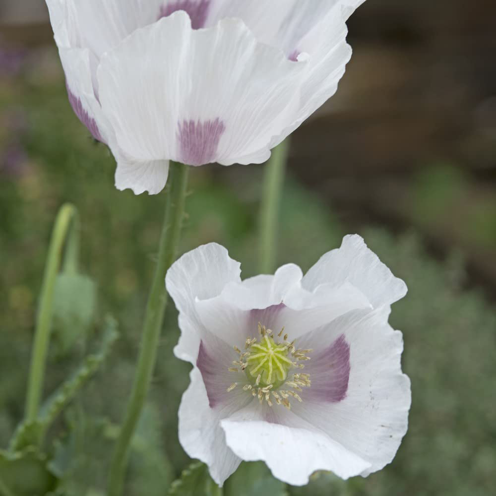 Thompson & Morgan Papaver Somniferum Album Seeds Image 1