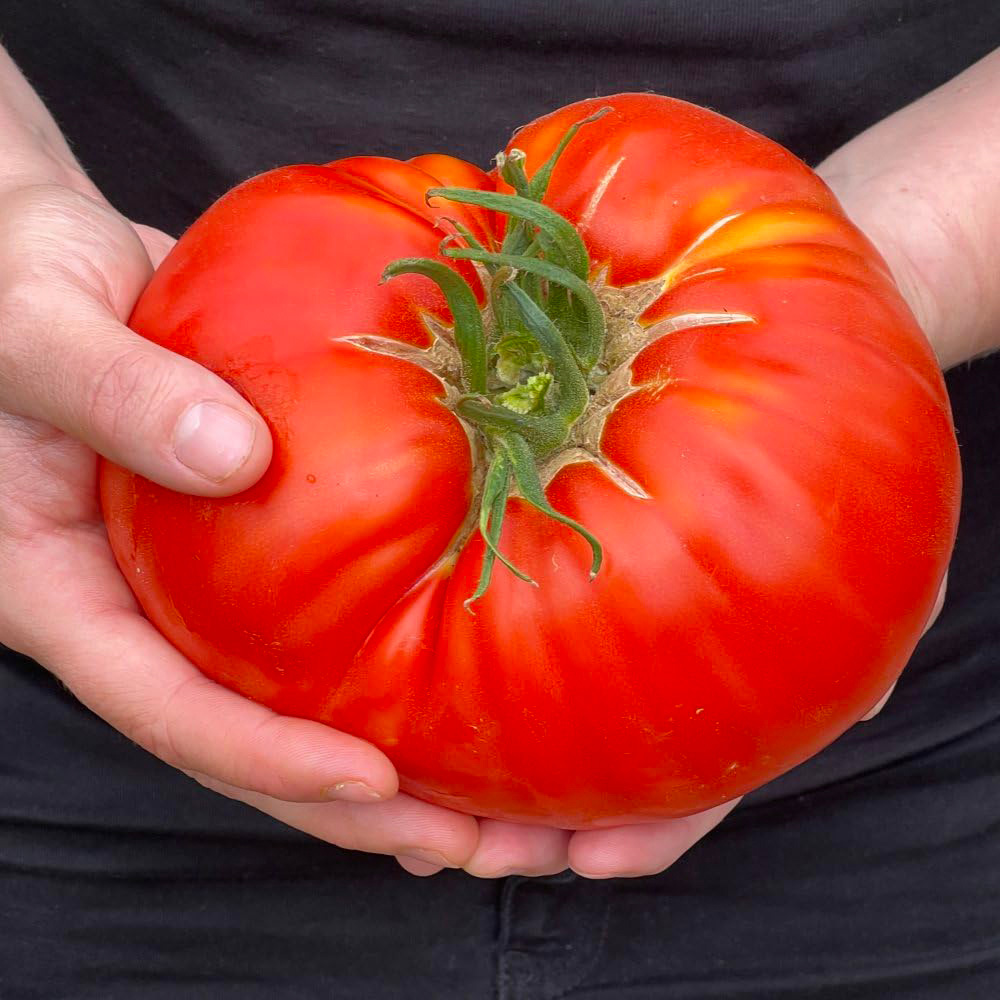 Thompson & Morgan Tomato Supersteak F1 Seeds Image 2