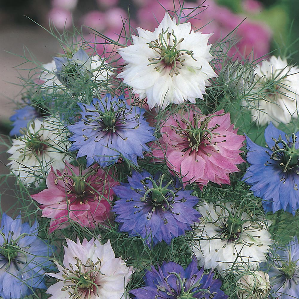 Johnsons Love In A Mist Persian Mix Flower Seeds Image 1