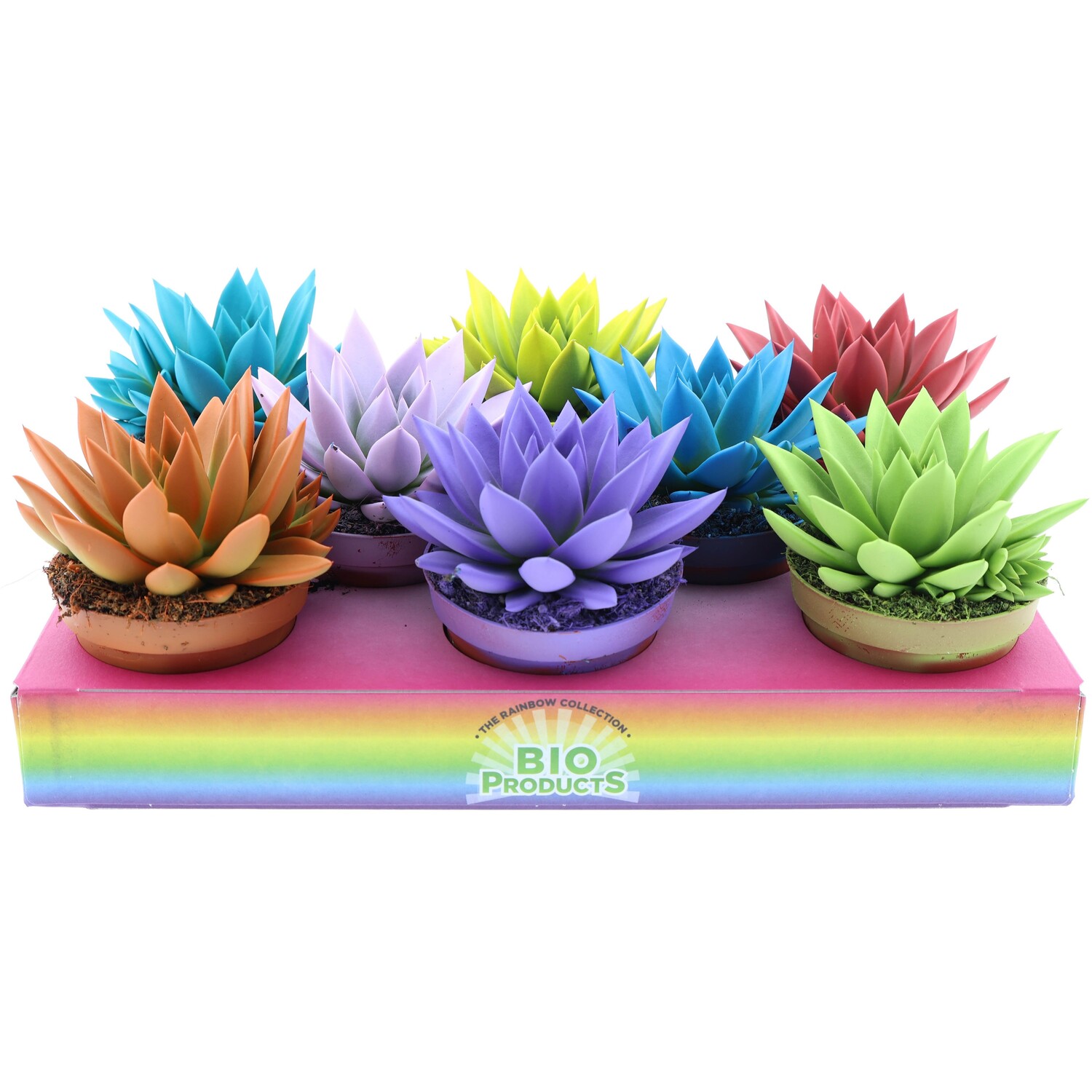 Coloured Echeveria Pot Image 2