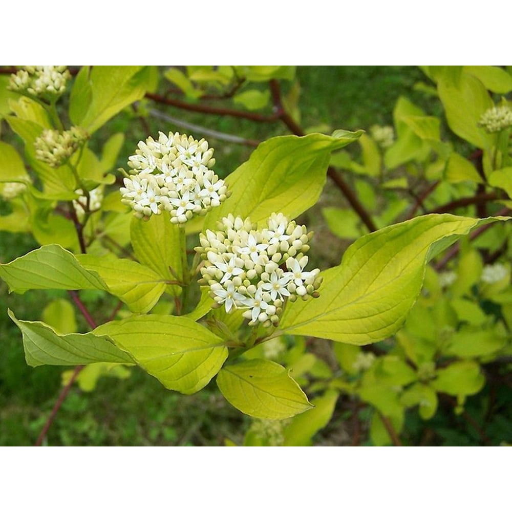 Inspirational Gifting Yellow Dogwood Bare Root Hedge Plant Sapling 2-3ft 5 Pack Image 4