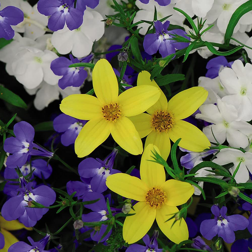 Thompson and Morgan Sherbet Lemon Preplanted Basket 25cm 2 Pack Image 1