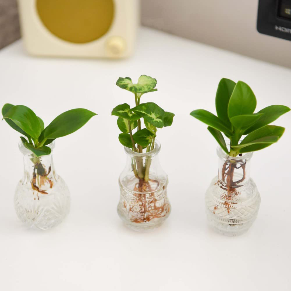 Thompson & Morgan Hydrophonic Coll. Green Cuttings Berlin Glass Vases 7cm 3 Pack Image 5