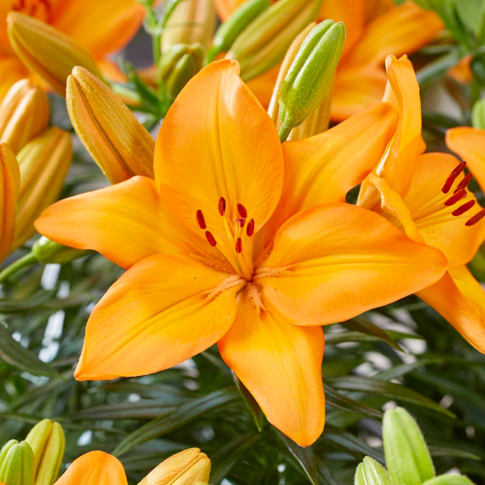 Thompson and Morgan Lily Summer Fun Collection Planting Bulb 18 Pack Image 3