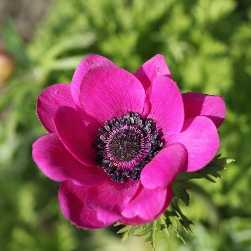Thompson and Morgan Anemone Rainbow Collection Planting Bulb 600 Pack Image 6