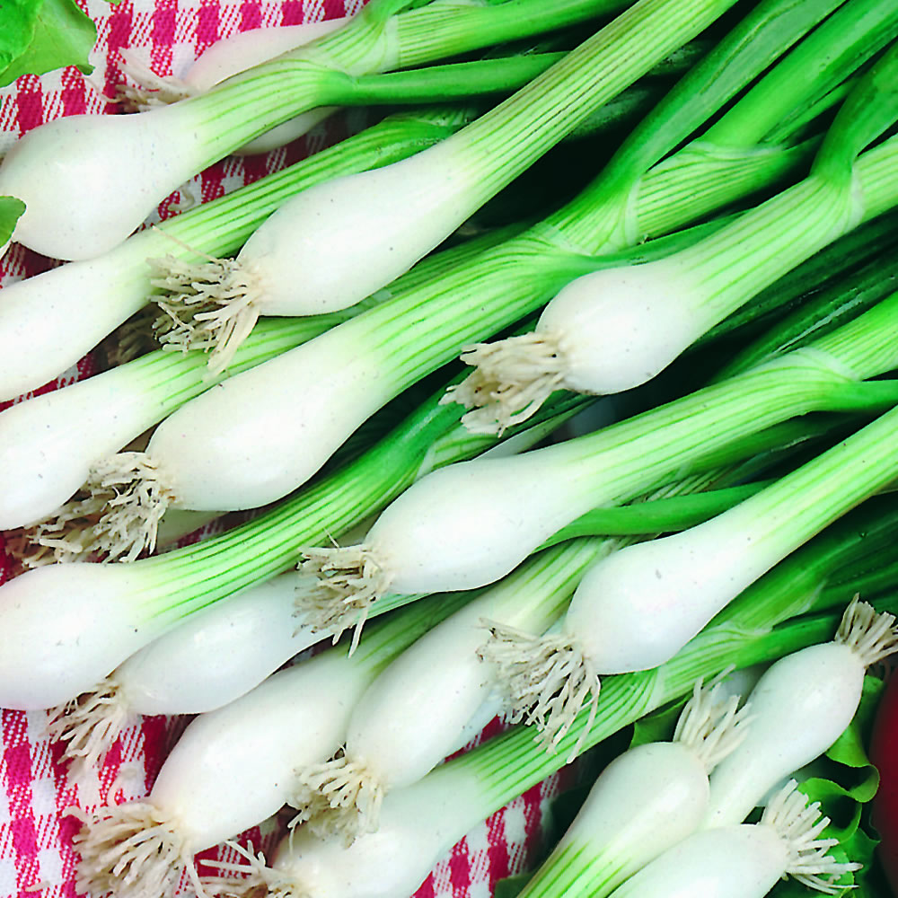 Wilko Onion Spring White Lisbon Seeds Image 1