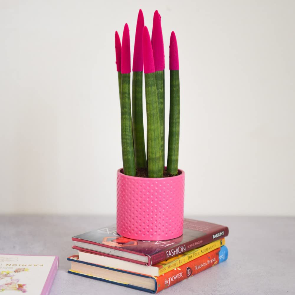 Thompson and Morgan Sansevieria Cylindrica Straight Colour Tips Plant Pot 9cm Image 3