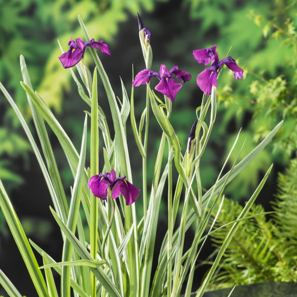 Thompson and Morgan Iris Ensata Kaempferi Variegata Plant Pot 9cm 2 Pack Image 2