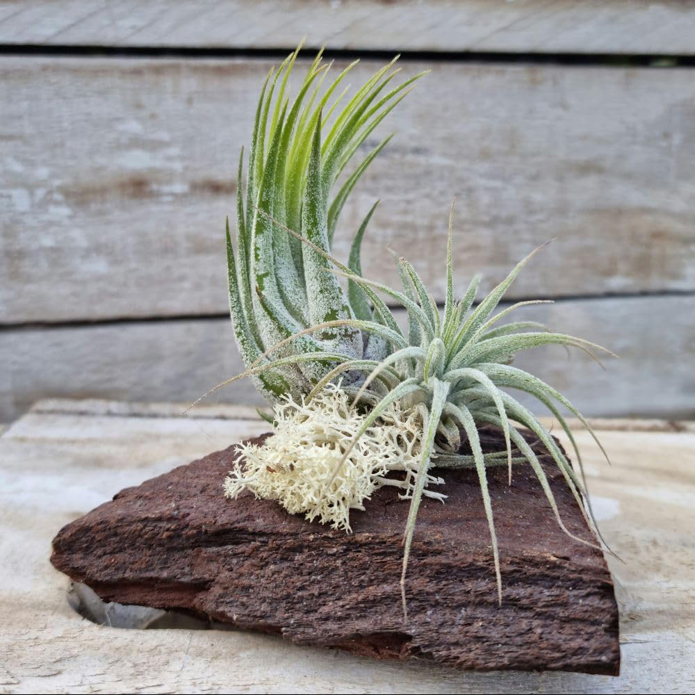 Thompson & Morgan Air Plant Tillandsia on Wooden Log 2 Pack Image 2