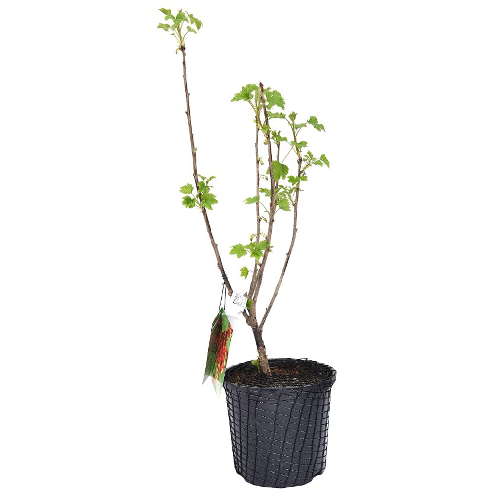 Thompson and Morgan Redcurrant Ribes Laxton No.1 Plant Pot 3L Image 3