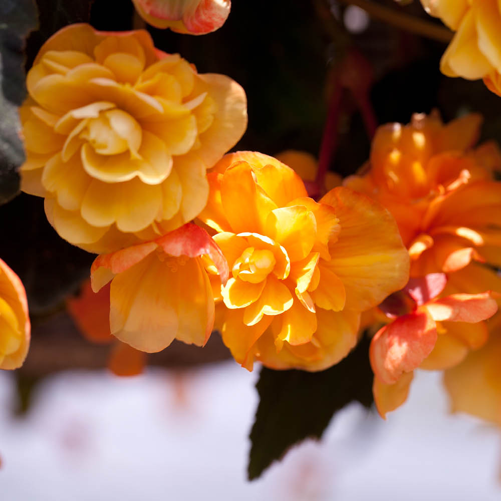YouGarden Begonia Apricot Shades Plug Plant 12 Pack Image 3