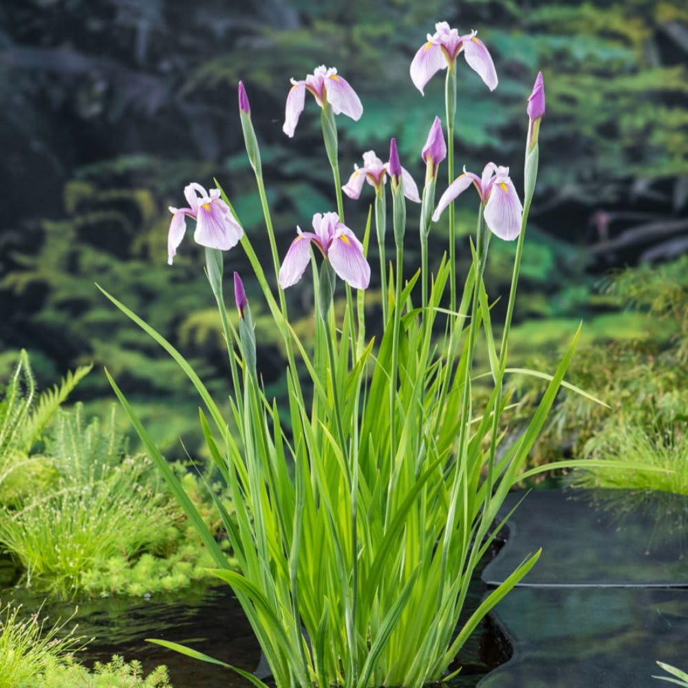 Thompson and Morgan Iris Laevigata Pink Queen Plant Pot 9cm 2 Pack Image 2