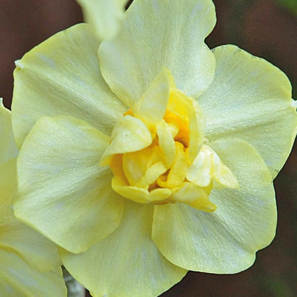 Thompson and Morgan Daffodil Cheerfulness Duo Planting Bulb 64 Pack Image 5