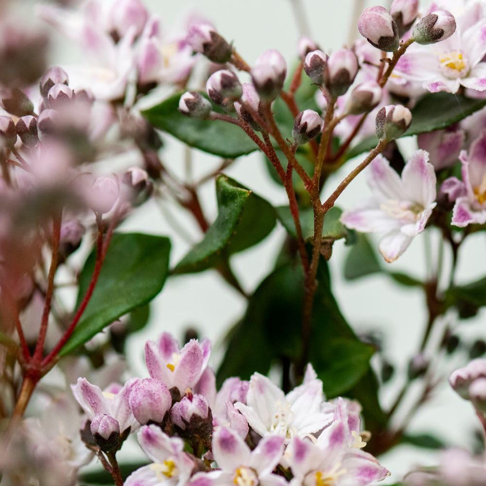 Thompson and Morgan Deutzia Prettistar Pink Cloud Plant Pot 3L Image 3