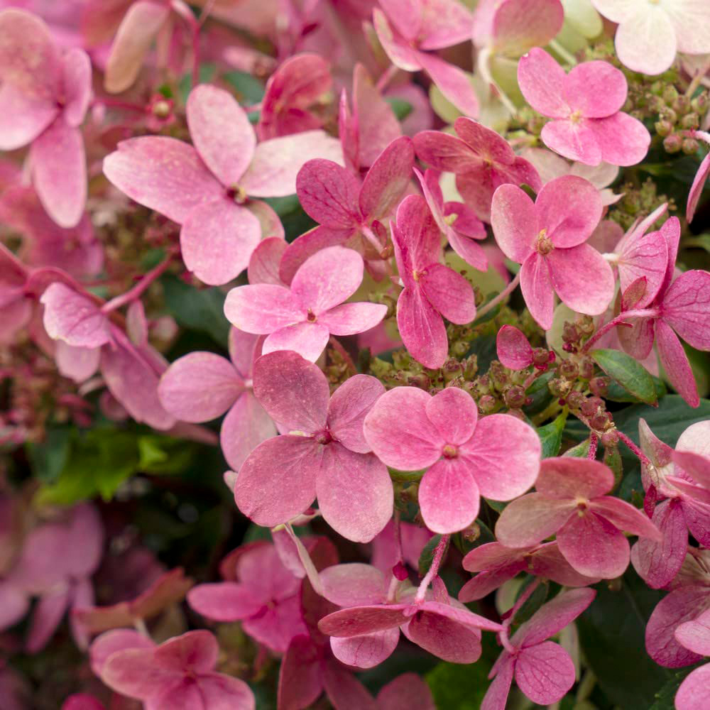 Thompson and Morgan Hydrangea Paniculata Polestar Ophelia Plant Pot 3L 2 Pack Image 5