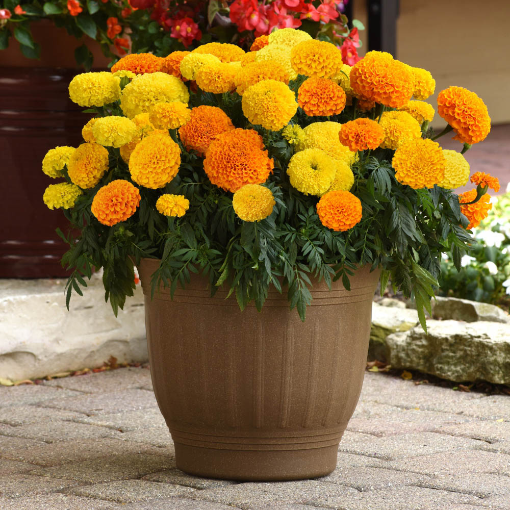 Thompson and Morgan Marigold Marvel Mix Garden Ready Plant 15 Pack Image 6