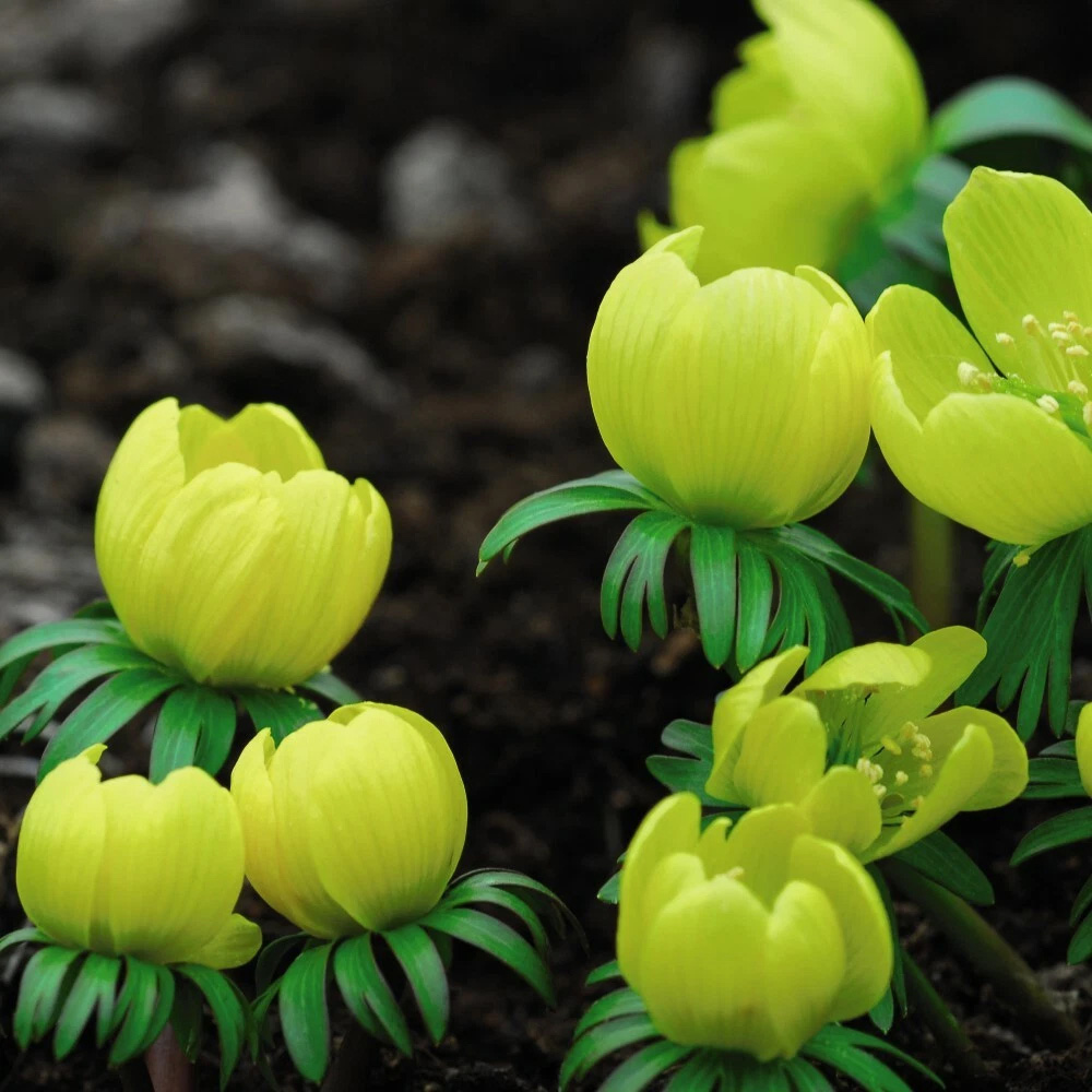 Thompson and Morgan Aconite Winter Planting Bulb 20 Pack Image 4