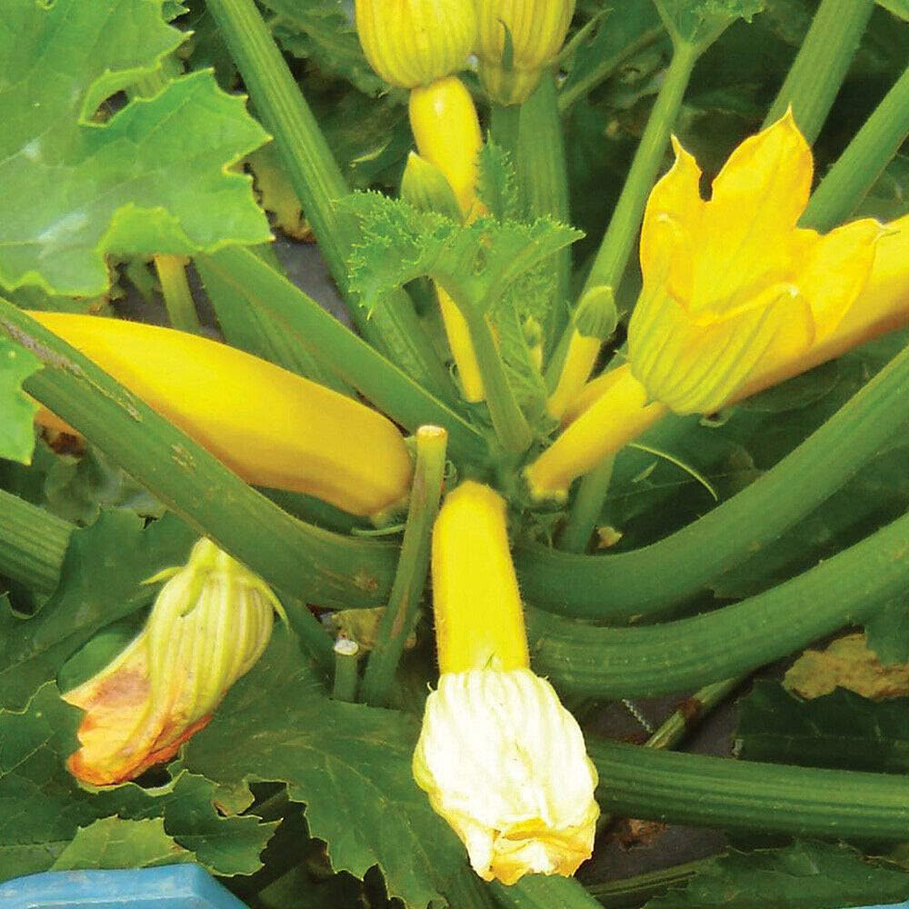 Thompson & Morgan Courgette Orelia F1 6 Seeds Packet Image 1