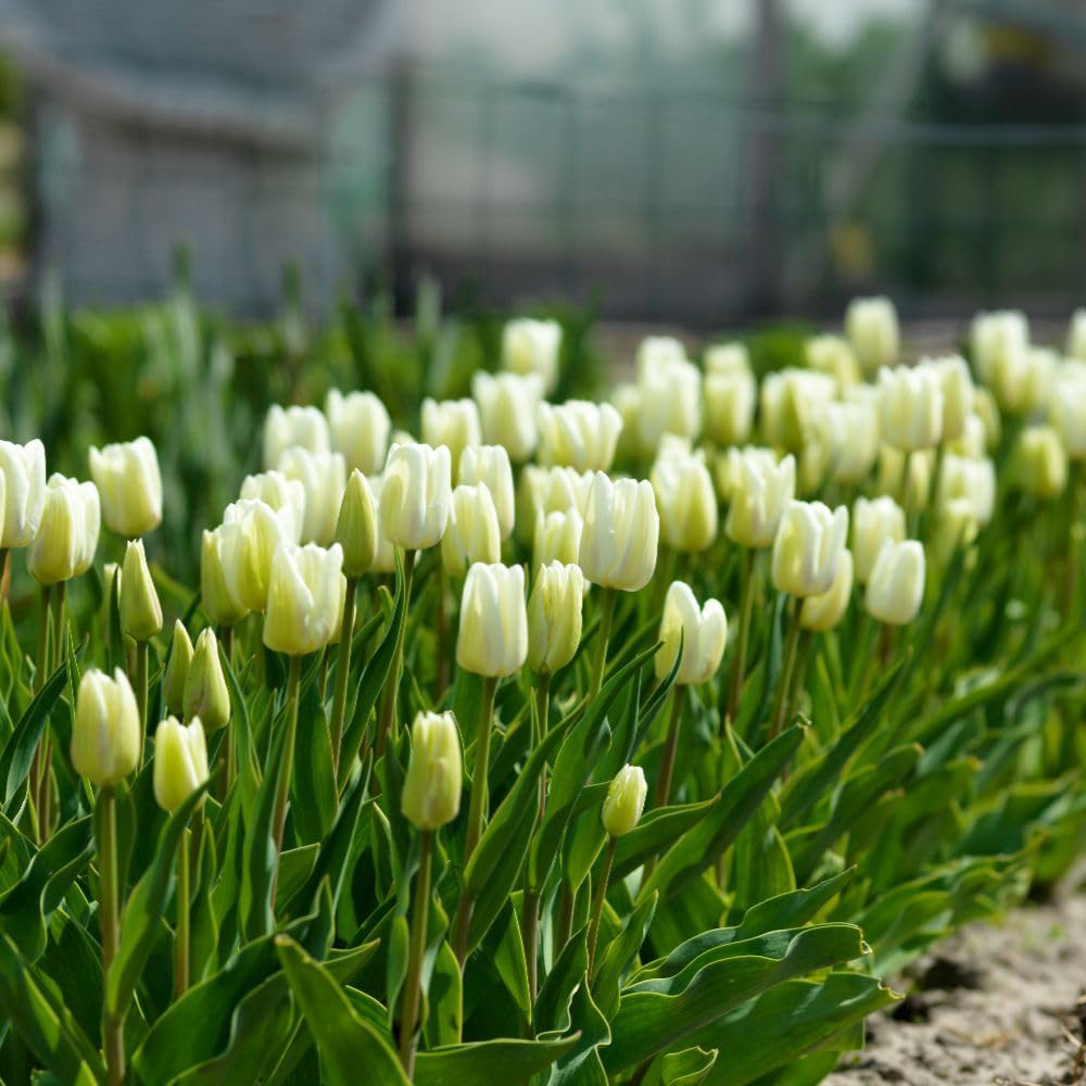 Thompson and Morgan Tulip White Dream Planting Bulb 8 Pack Image 2