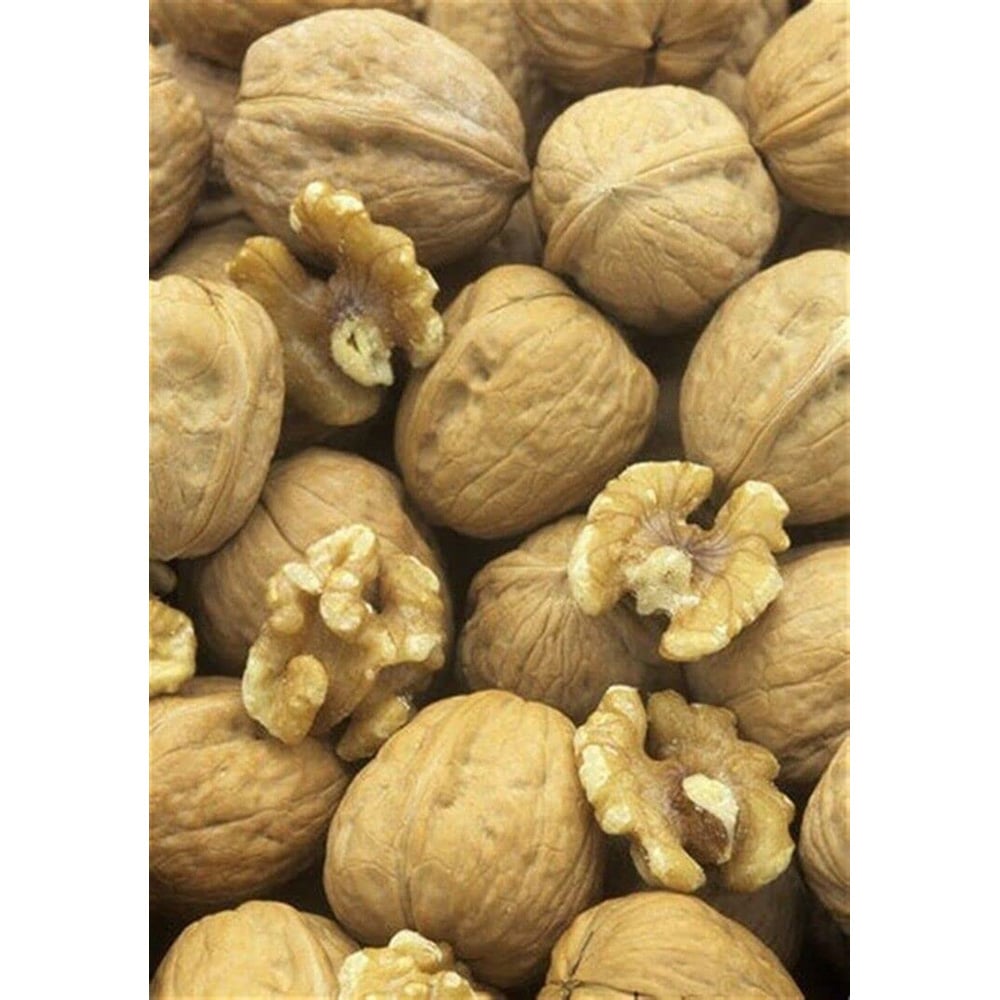 Inspirational Gifting Walnut Juglans Regia Sapling 40-60cm 20 Pack Image 2