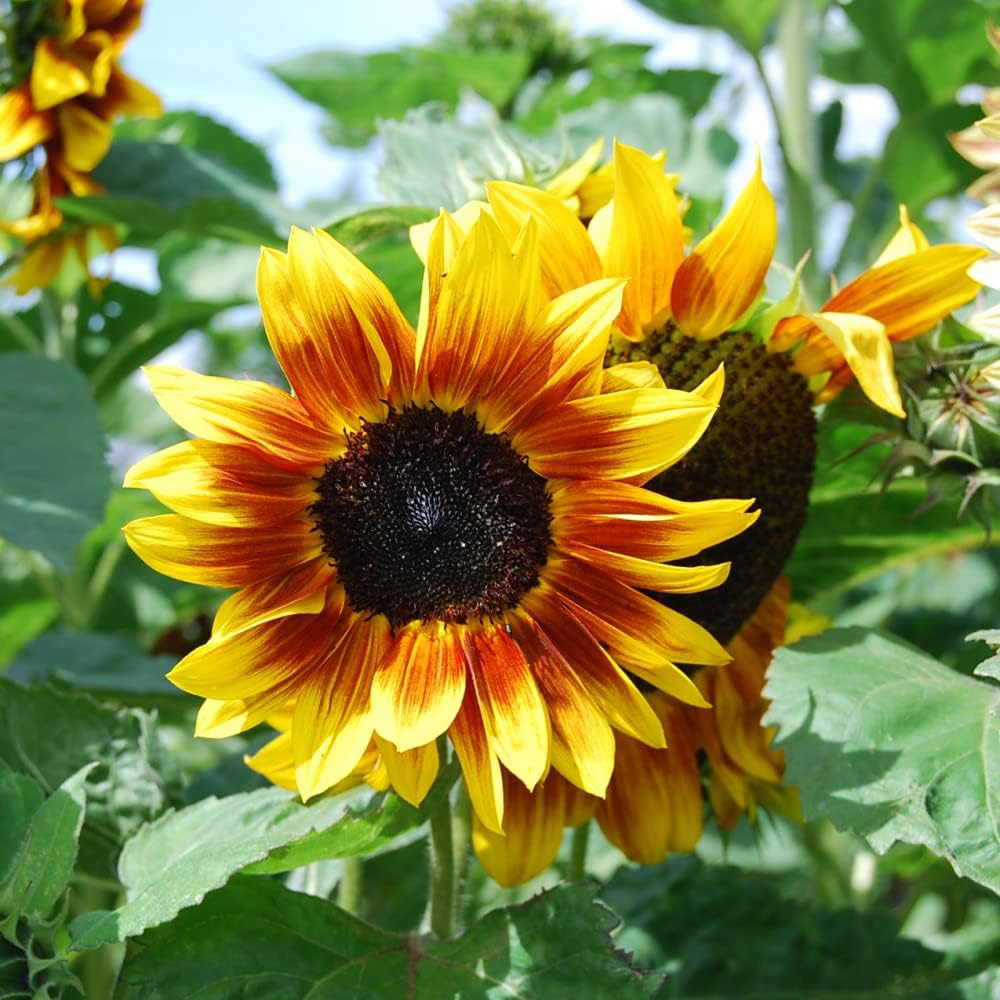 Thompson and Morgan Sunflower Harlequin Mix F1 Mr Men Little Miss Seeds Image 2