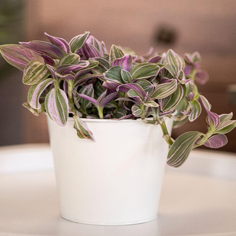 Thompson and Morgan Tradescantia Nanouk Plant Pot 12cm 4 Pack Image 1