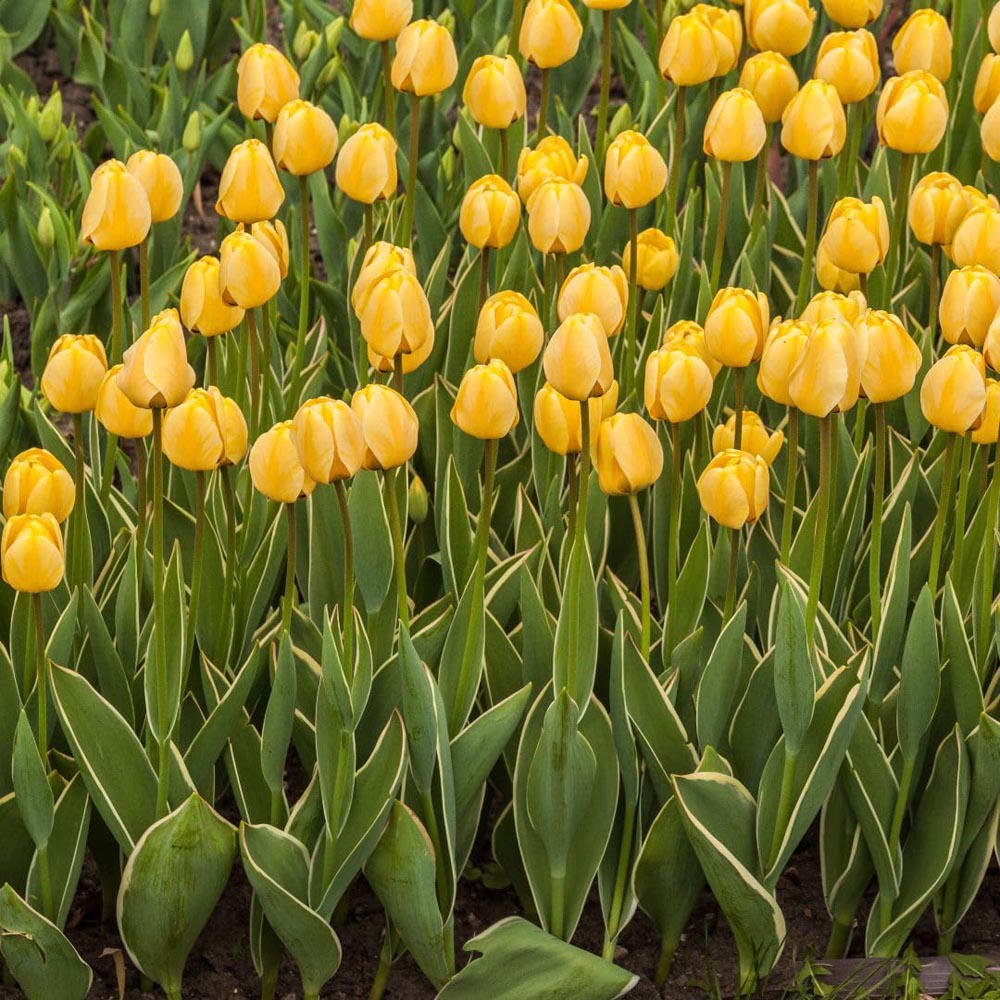 Thompson and Morgan Tulip Cream Cocktail Bulbs 8 Pack Image 3
