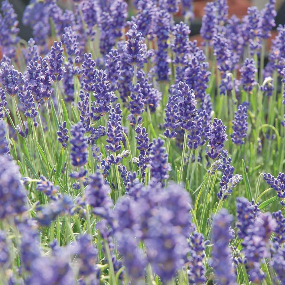 Thompson and Morgan Lavandula Lavender Angustifolia Hidcote Plant Pot 9cm 5 Pack Image 3