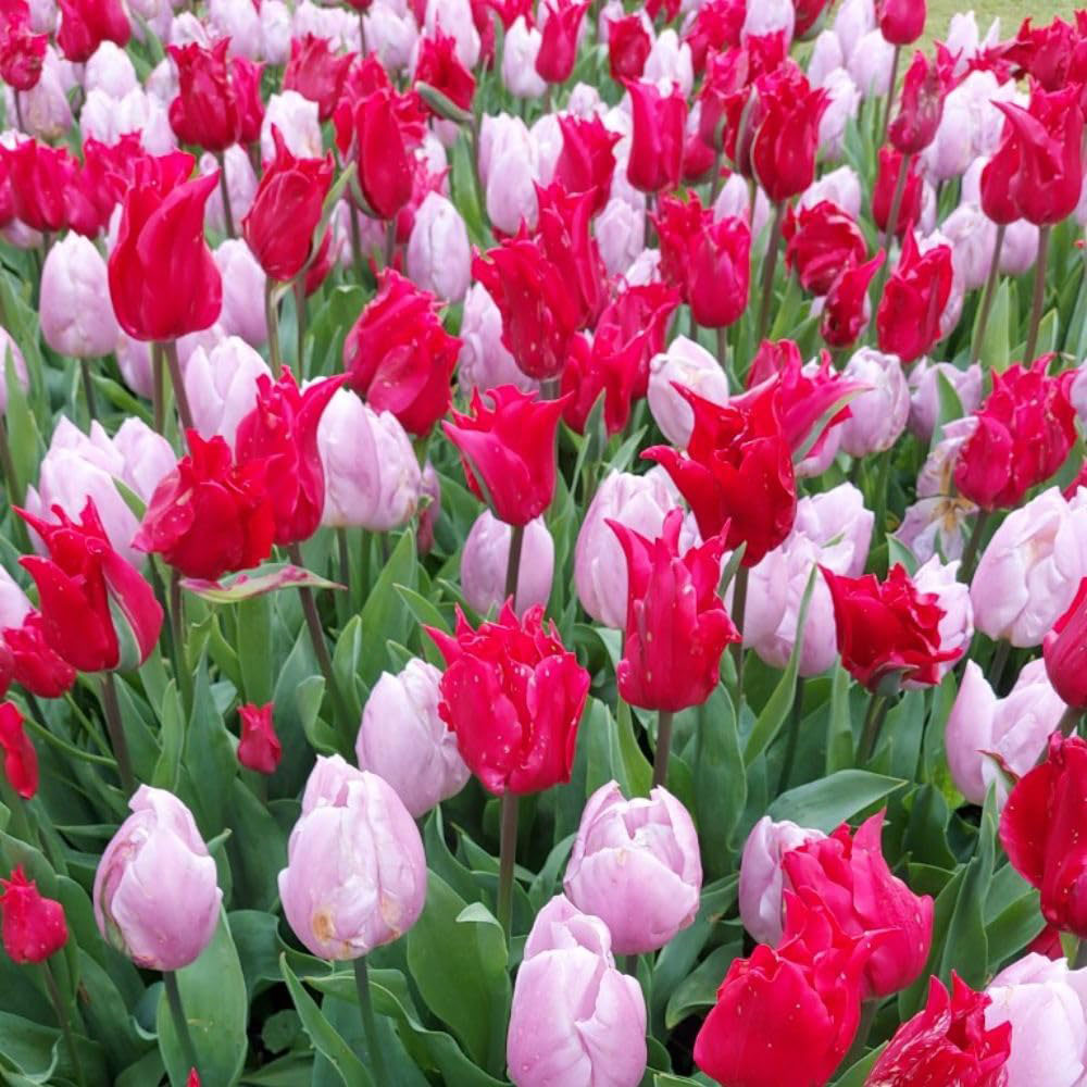 Thompson and Morgan Tulip Prince Mix Bulbs 8 Pack Image 1