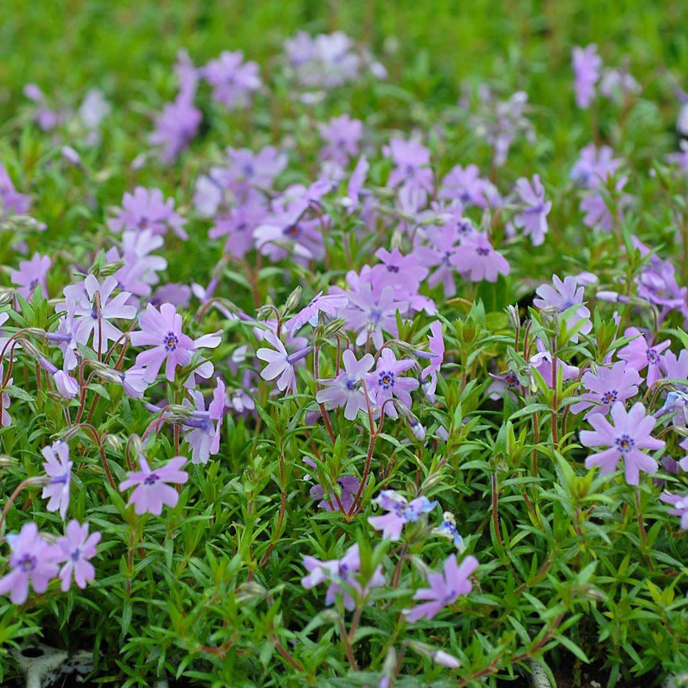 Thompson and Morgan Creeping Phlox Collection 2023 Ground Cover Perennial 5 Postiplugs Image 5
