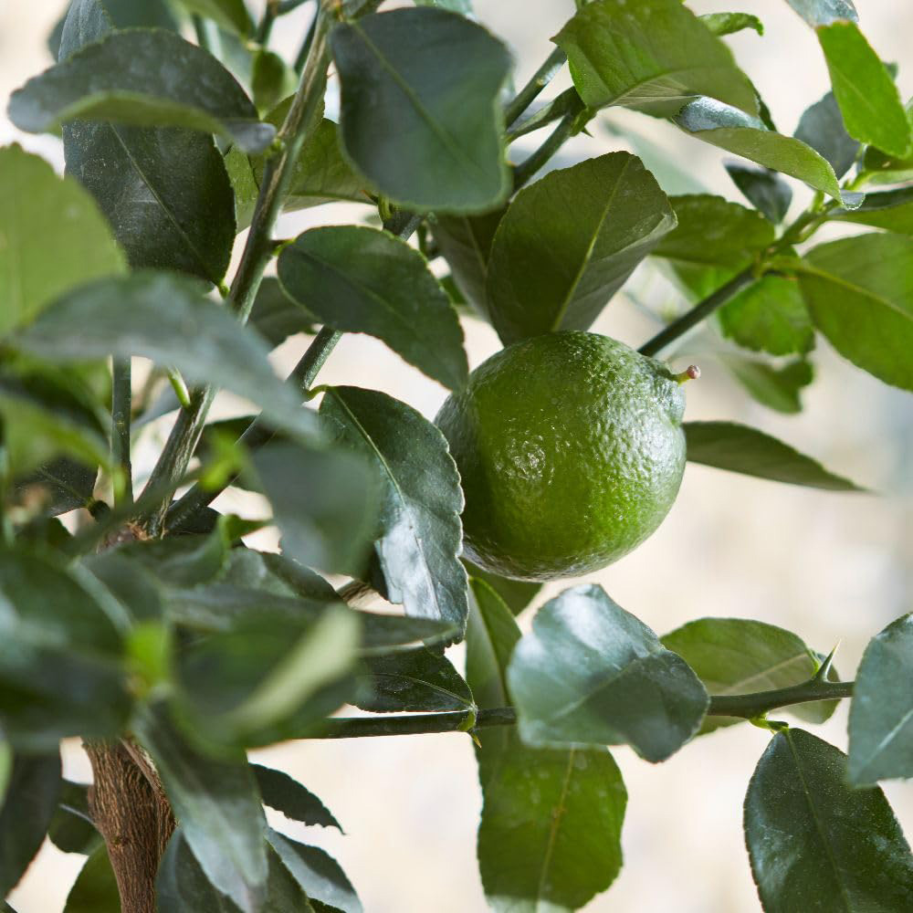 Thompson and Morgan Citrus Tree Lime Tahiti Citrus Latifolia Plant Pot 5L 2 Pack Image 1